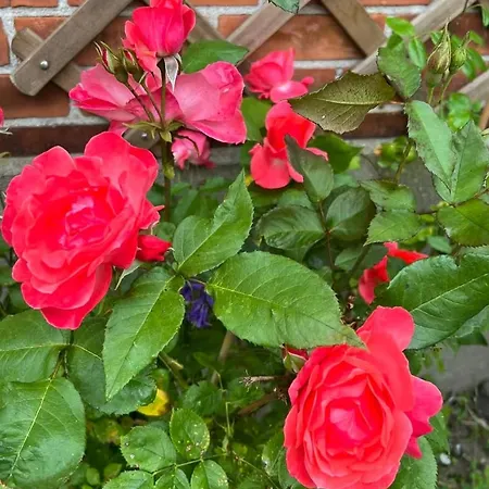 Flat With Garden And Bright Apartment