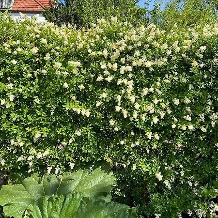 Flat With Garden And Bright * Copenhagen