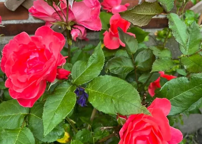 Flat With Garden And Bright Apartment