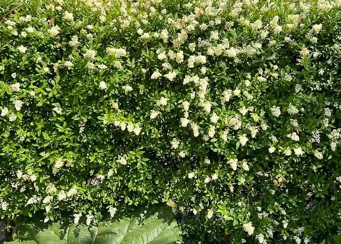 Flat With Garden And Bright * Copenhagen